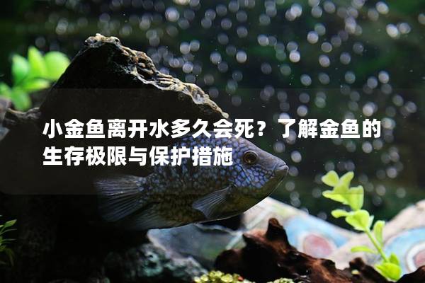 小金鱼离开水多久会死？了解金鱼的生存极限与保护措施