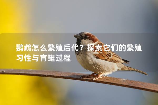 鹦鹉怎么繁殖后代？探索它们的繁殖习性与育雏过程