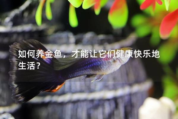 如何养金鱼，才能让它们健康快乐地生活？