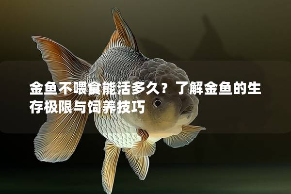 金鱼不喂食能活多久？了解金鱼的生存极限与饲养技巧