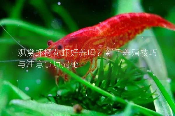 观赏虾樱花虾好养吗？新手养殖技巧与注意事项揭秘