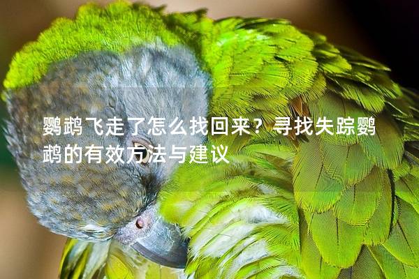 鹦鹉飞走了怎么找回来？寻找失踪鹦鹉的有效方法与建议