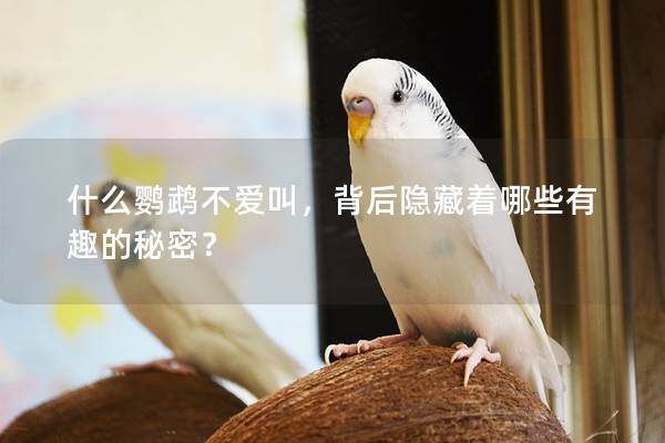 什么鹦鹉不爱叫，背后隐藏着哪些有趣的秘密？