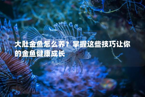 大肚金鱼怎么养？掌握这些技巧让你的金鱼健康成长