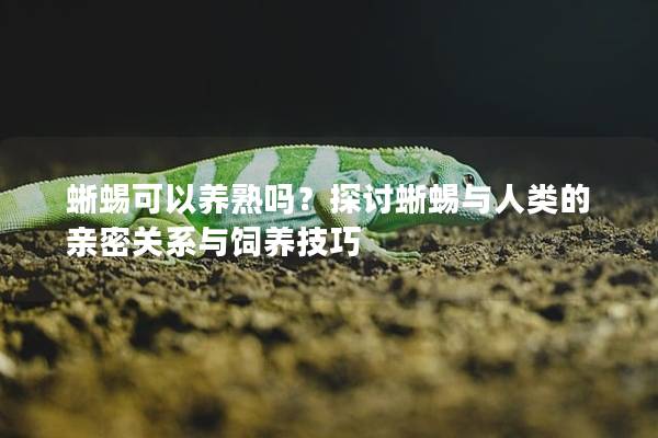 蜥蜴可以养熟吗？探讨蜥蜴与人类的亲密关系与饲养技巧