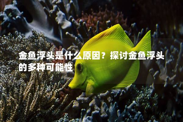 金鱼浮头是什么原因？探讨金鱼浮头的多种可能性