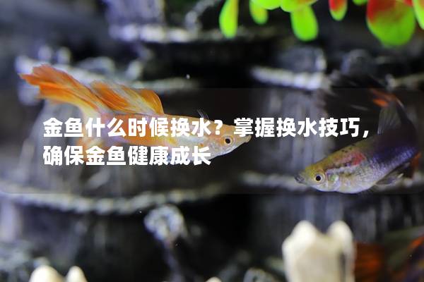 金鱼什么时候换水？掌握换水技巧，确保金鱼健康成长