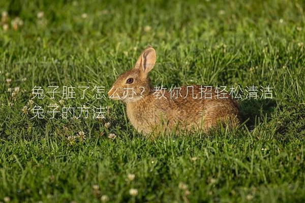 兔子脏了怎么办？教你几招轻松清洁兔子的方法