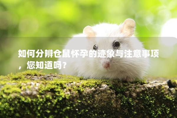 如何分辨仓鼠怀孕的迹象与注意事项，您知道吗？