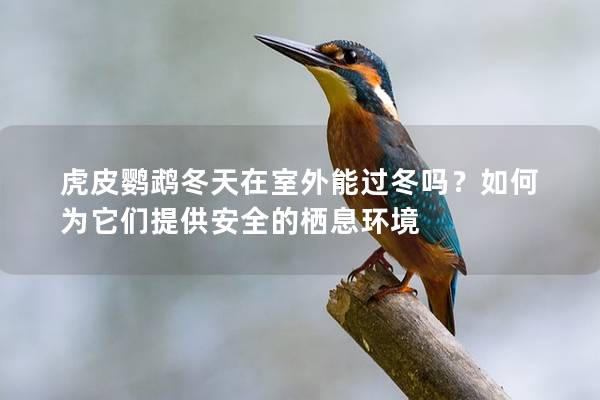 虎皮鹦鹉冬天在室外能过冬吗？如何为它们提供安全的栖息环境