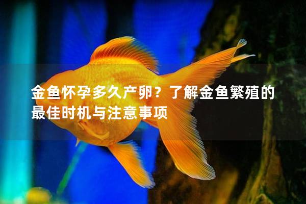 金鱼怀孕多久产卵？了解金鱼繁殖的最佳时机与注意事项