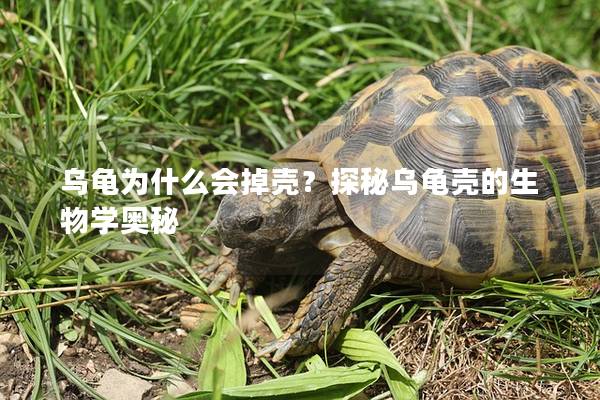 乌龟为什么会掉壳？探秘乌龟壳的生物学奥秘