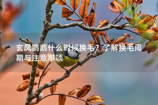 玄凤鹦鹉什么时候换毛？了解换毛周期与注意事项