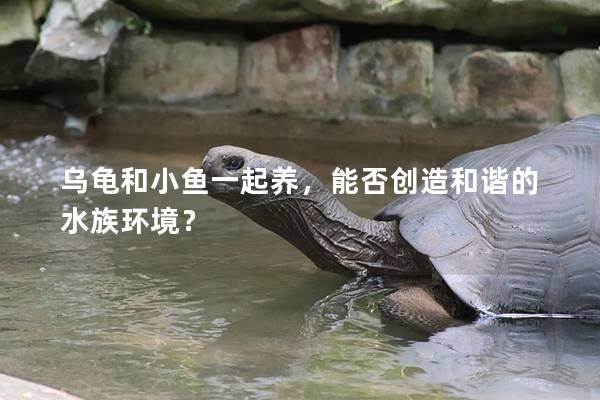 乌龟和小鱼一起养，能否创造和谐的水族环境？