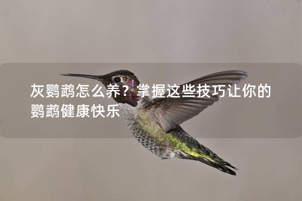 灰鹦鹉怎么养？掌握这些技巧让你的鹦鹉健康快乐