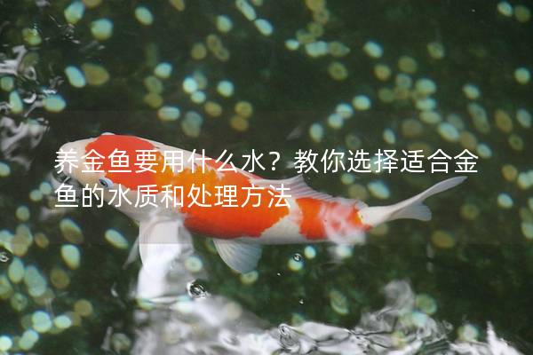 养金鱼要用什么水？教你选择适合金鱼的水质和处理方法