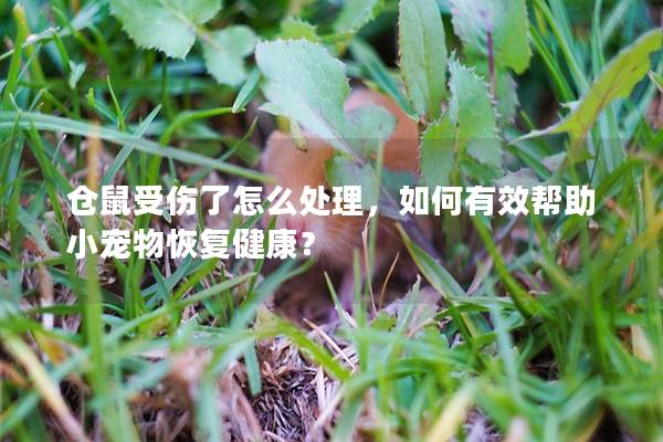 仓鼠受伤了怎么处理，如何有效帮助小宠物恢复健康？