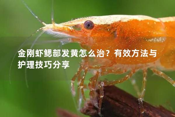 金刚虾鳃部发黄怎么治？有效方法与护理技巧分享