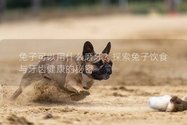 兔子可以用什么磨牙？探索兔子饮食与牙齿健康的秘密