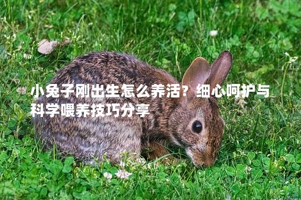 小兔子刚出生怎么养活？细心呵护与科学喂养技巧分享