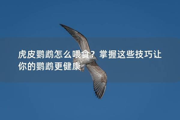 虎皮鹦鹉怎么喂食？掌握这些技巧让你的鹦鹉更健康