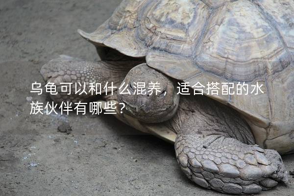 乌龟可以和什么混养，适合搭配的水族伙伴有哪些？