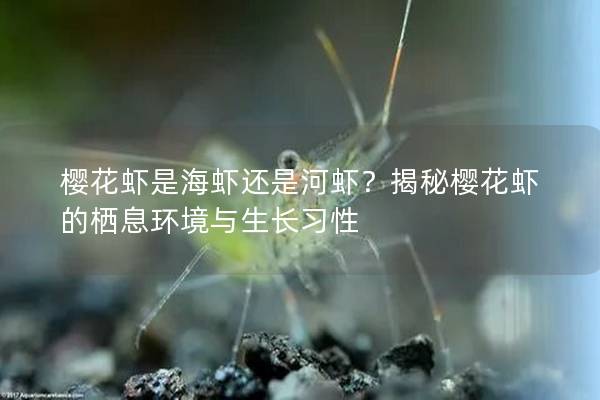 樱花虾是海虾还是河虾？揭秘樱花虾的栖息环境与生长习性