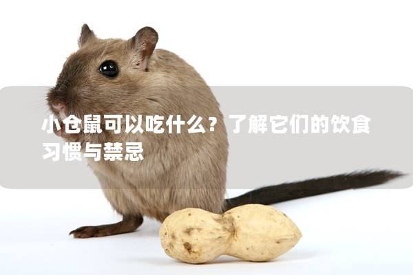 小仓鼠可以吃什么？了解它们的饮食习惯与禁忌