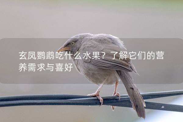 玄凤鹦鹉吃什么水果？了解它们的营养需求与喜好