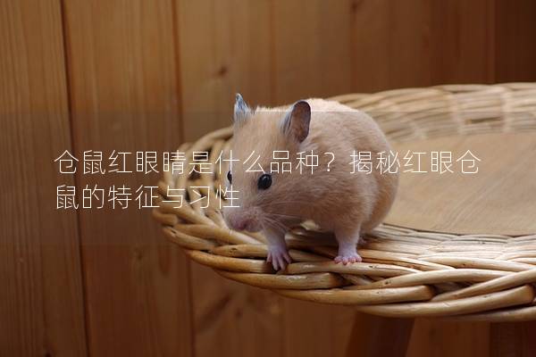 仓鼠红眼睛是什么品种？揭秘红眼仓鼠的特征与习性