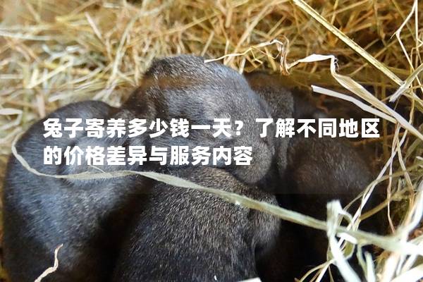 兔子寄养多少钱一天？了解不同地区的价格差异与服务内容