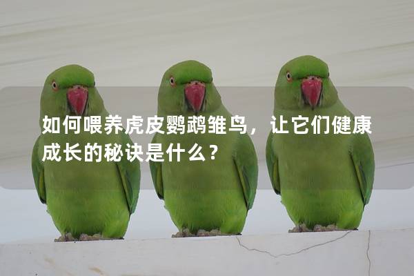 如何喂养虎皮鹦鹉雏鸟，让它们健康成长的秘诀是什么？