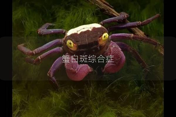 蟹白斑综合症