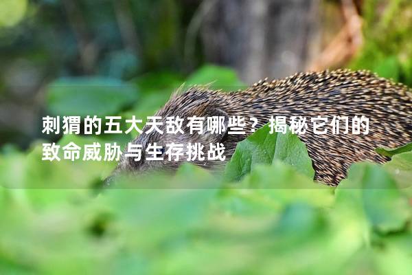 刺猬的五大天敌有哪些？揭秘它们的致命威胁与生存挑战