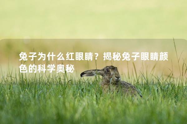 兔子为什么红眼睛？揭秘兔子眼睛颜色的科学奥秘