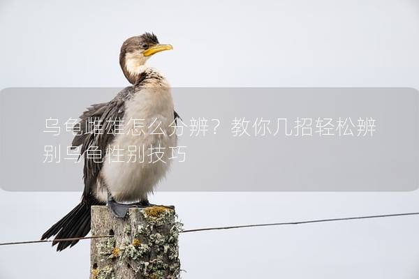 乌龟雌雄怎么分辨？教你几招轻松辨别乌龟性别技巧