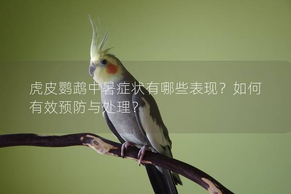 虎皮鹦鹉中暑症状有哪些表现？如何有效预防与处理？