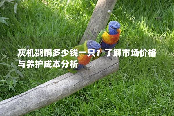 灰机鹦鹉多少钱一只？了解市场价格与养护成本分析