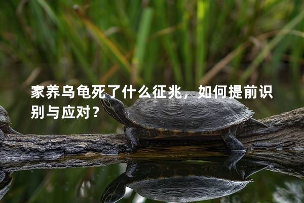 家养乌龟死了什么征兆，如何提前识别与应对？