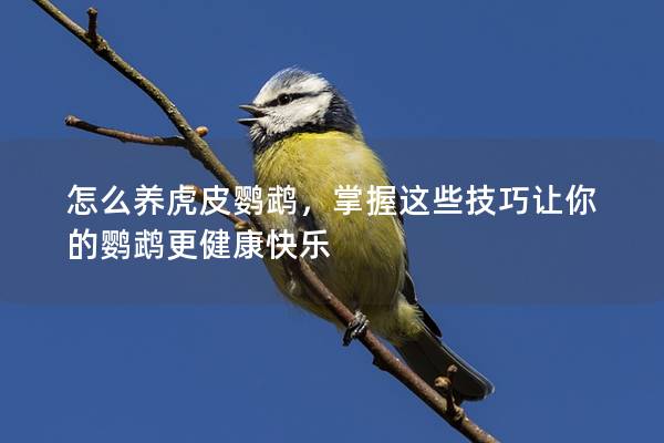 怎么养虎皮鹦鹉，掌握这些技巧让你的鹦鹉更健康快乐