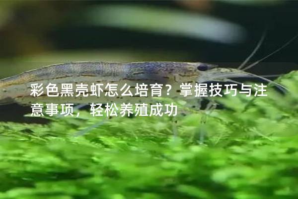 彩色黑壳虾怎么培育？掌握技巧与注意事项，轻松养殖成功