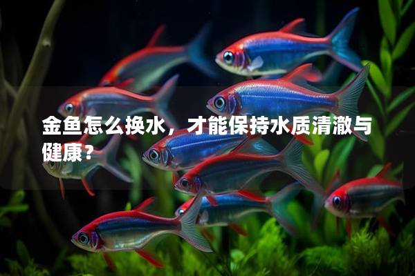 金鱼怎么换水，才能保持水质清澈与健康？