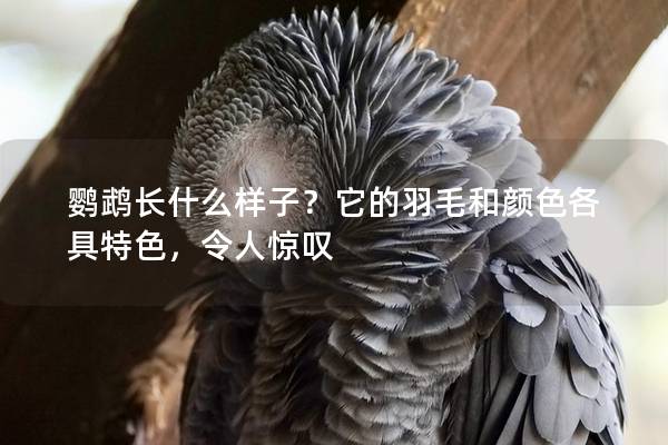 鹦鹉长什么样子？它的羽毛和颜色各具特色，令人惊叹