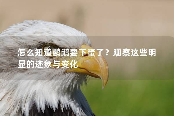 怎么知道鹦鹉要下蛋了？观察这些明显的迹象与变化