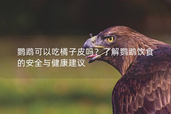 鹦鹉可以吃橘子皮吗？了解鹦鹉饮食的安全与健康建议