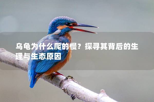 乌龟为什么爬的慢？探寻其背后的生理与生态原因