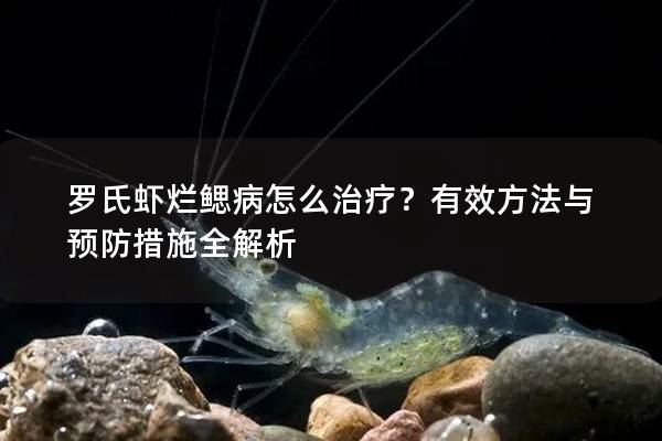 罗氏虾烂鳃病怎么治疗？有效方法与预防措施全解析