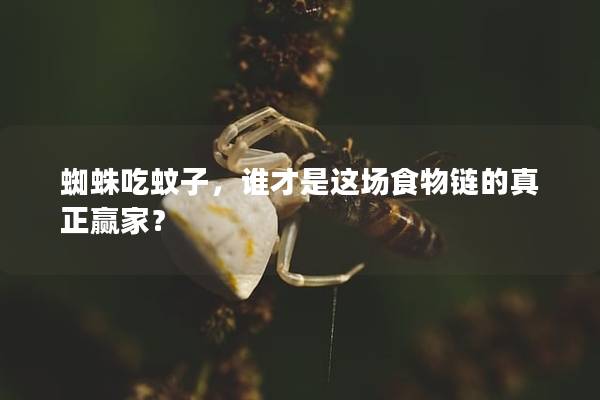 蜘蛛吃蚊子，谁才是这场食物链的真正赢家？