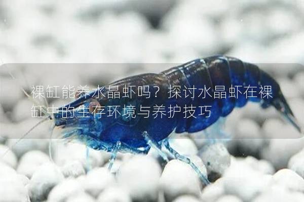 裸缸能养水晶虾吗？探讨水晶虾在裸缸中的生存环境与养护技巧