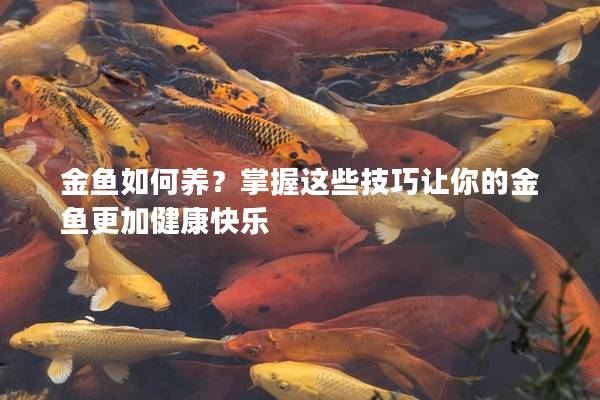 金鱼如何养？掌握这些技巧让你的金鱼更加健康快乐